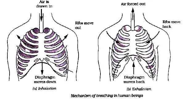 NCERT 7th CLASS SCIENCE CHAPTER RESPIRATION NCERT 7th CLASS SCIENCE CHAPTER RESPIRATION