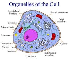 CELL AND TISSUE