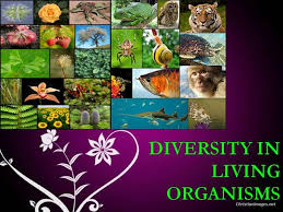 NCERT 9th CLASS SCIENCE CHAPTER DIVERSITY OF LIVING ORGANISMS