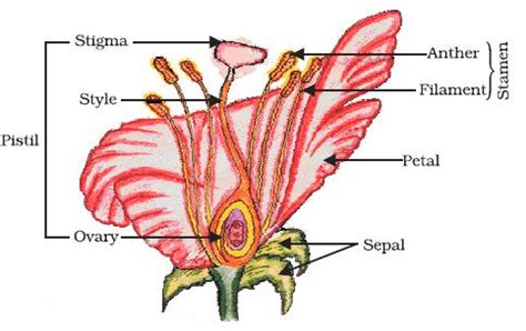 NCERT 10TH CLASS SCIENCE CHAPTER HOW DO ORGANISMS REPRODUCE