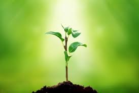 NCERT 6TH CLASS SCIENCE BIOLOGY GETTING TO KNOW PLANTS PART - l