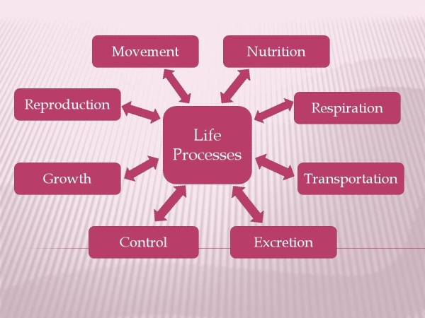 NCERT 10TH CLASS SCIENCE CHAPTER LIFE PROCESS
