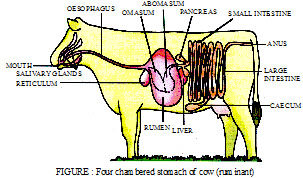 NUTRITION IN ANIMALS